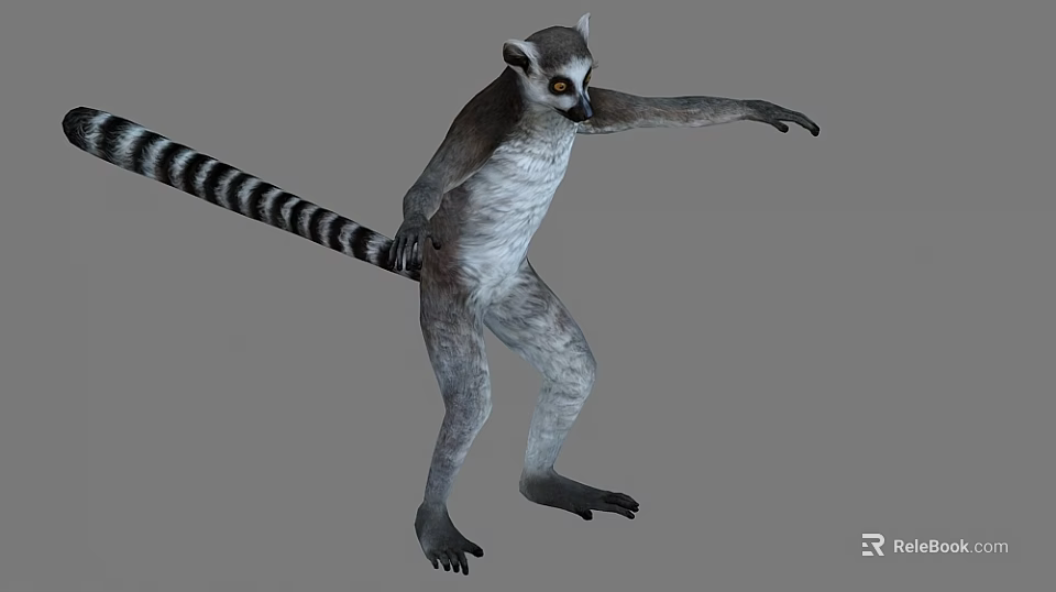 Standing Ring Tailed Lemur With Long Striped Tail And Alert Eyes 3d model