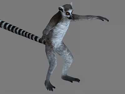 Standing Ring Tailed Lemur With Long Striped Tail And Alert Eyes 3d model