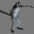 Standing Ring Tailed Lemur With Long Striped Tail And Alert Eyes 3d model