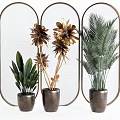 Bonsai Potted Plants With Various Leaf Types In Dark Pots And Metal Frames
