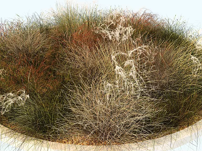 Colorful Ornamental Grasses With Green Brown And White Plumes In Circular Garden Bed 3d model