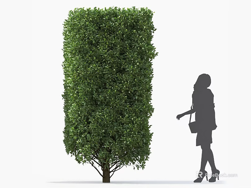 Green Lush Shrub Trimmed into Columnar Shape with Female Silhouette Walking By 3d model 
