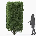 Green Lush Shrub Trimmed into Columnar Shape with Female Silhouette Walking By