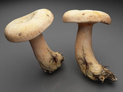 Wild Mushrooms With Natural Stalks And Root Parts On Gray Background 3d model