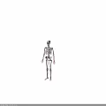Human Skeleton Anatomical Structure With Detailed Blood Vessels System