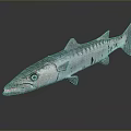 Aquatic Animal Blue Silver Mackerel With Stripes Open Mouth And Prominent Eyes On Dark Background