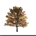 Tall Autumn Arbor With Vibrant Golden Orange Leaves Isolated On Black Background