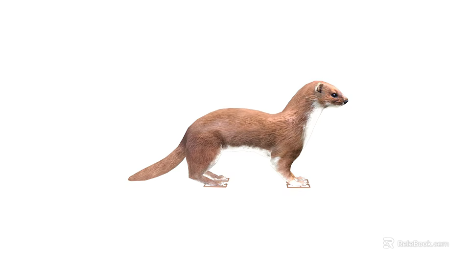 Brown Weasel Standing in Natural Posture with Long Tail and White Underbelly 3d model 