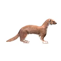 Brown Weasel Standing in Natural Posture with Long Tail and White Underbelly