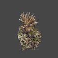Natural Coral Reef Decor With Rocky Base And Mossy Surface Branches