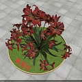 Red Amaryllis Flowers in Round Pot with Green Base and Square Tiled Ground