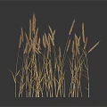 Golden Wheat Stalks Growing On Square Sandy Ground With Dark Background