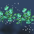 Fresh Green Cilantro Leaves And White Seeds Scattered On Dark Background
