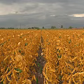 Vibrant Garden Landscape Featuring Rows Of Yellow Plants And Green Leaves
