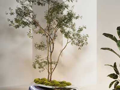 Indoor Bonsai Tree With Slender Trunks Green Leaves And Moss Covered Pot For Home Decor 3d model