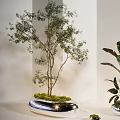 Indoor Bonsai Tree With Slender Trunks Green Leaves And Moss Covered Pot For Home Decor