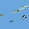 Five Colorful Tropical Fish With Various Colors And Stripes On Blue Background