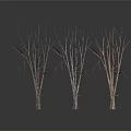 Leafless Trees With Slender Trunks In Dark Background And Ground Reflections