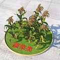 Multiple Fresh Vegetable Herb Plants On Green Circular Mat With Green Leaves And Seed Heads