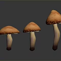 Three Orange Mushrooms with White Stems on Dark Background and Reflections