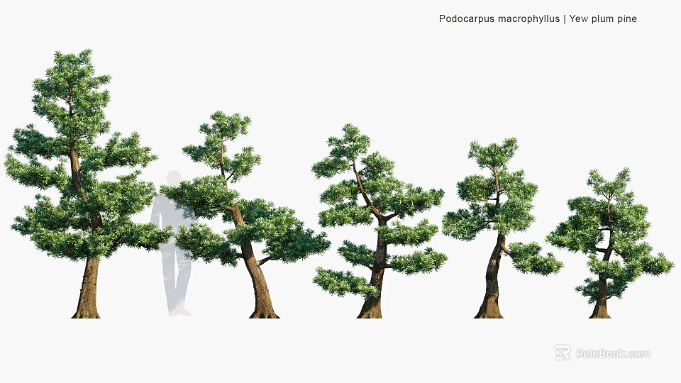 Podocarpus Macrophyllus Yew Evergreen Trees With Lush Foliage And Natural Growth Forms 3d model 