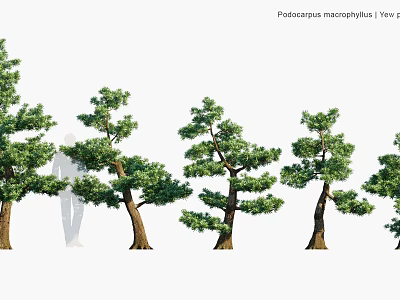 Podocarpus Macrophyllus Yew Evergreen Trees With Lush Foliage And Natural Growth Forms 3d model