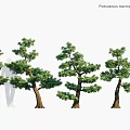 Podocarpus Macrophyllus Yew Evergreen Trees With Lush Foliage And Natural Growth Forms