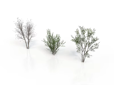 Three Different Trees With Thin Branches Dense Foliage And Leafy Canopies 3d model