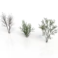 Three Different Trees With Thin Branches Dense Foliage And Leafy Canopies