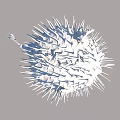 Spiny Spherical Pufferfish A Unique Aquatic Animal With Textured Body And Sharp Spines