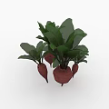 Fresh Beetroot Plants With Vibrant Green Leaves And Brown Roots