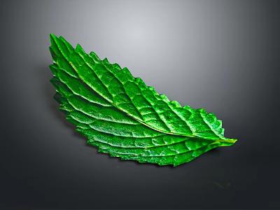 Fresh Green Plant Leaf With Visible Veins And Vibrant Texture Against Dark Gray Background 3d model