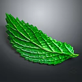 Fresh Green Plant Leaf With Visible Veins And Vibrant Texture Against Dark Gray Background