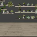 Bonsai Potted Plants Display On White Shelves With Grey Wall And Orange Grid Decor