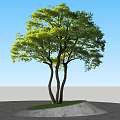 Lush Green Tree with Three Trunks on Stone Pavement and Grass Patch