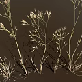 Ornamental Grass with Tall Slender Stems and Delicate Feathery Plumes Against Dark Backdrop