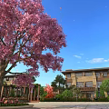 Garden Landscape With Pink Flowering Tree Blue Sky Falling Petals Building Greenery And Flower Beds