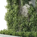 Lush Green Vertical Garden Feature with Plant Covered Wall and Low Shrubs on Concrete Base