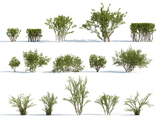 Modern shrubs 3d model