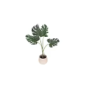 Potted Monstera Plants with Green Leaves in White Pots for Indoor Home Decoration