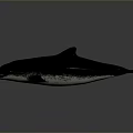 Realistic Black Whale 3D Model Rendering Isolated On Gray Background With Detailed Features 3d model