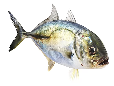 Silver and Yellow Fish With Streamlined Body Fins Tail Large Eyes Open Mouth 3d model