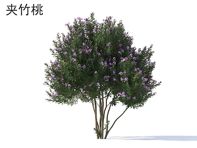 Oleander Shrub With Vibrant Purple Flowers And Lush Green Foliage For Garden Landscaping 3d model