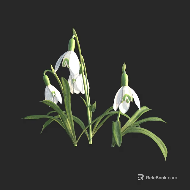 Beautiful Snowdrops With White Flowers And Green Stems On Black Background 3d model 