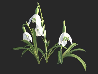 Beautiful Snowdrops With White Flowers And Green Stems On Black Background 3d model