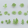 Fresh Green Leafy Vegetables With Crisp Leaves Scattered On White Background