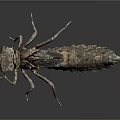 Brownish Gray Insect Larva With Rough Exoskeleton Segmented Body And Multiple Legs On Dark Background 3d model