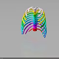 Colorful Human Rib Cage 3D Model Displaying Anatomical Skeletal Organ Structure Details