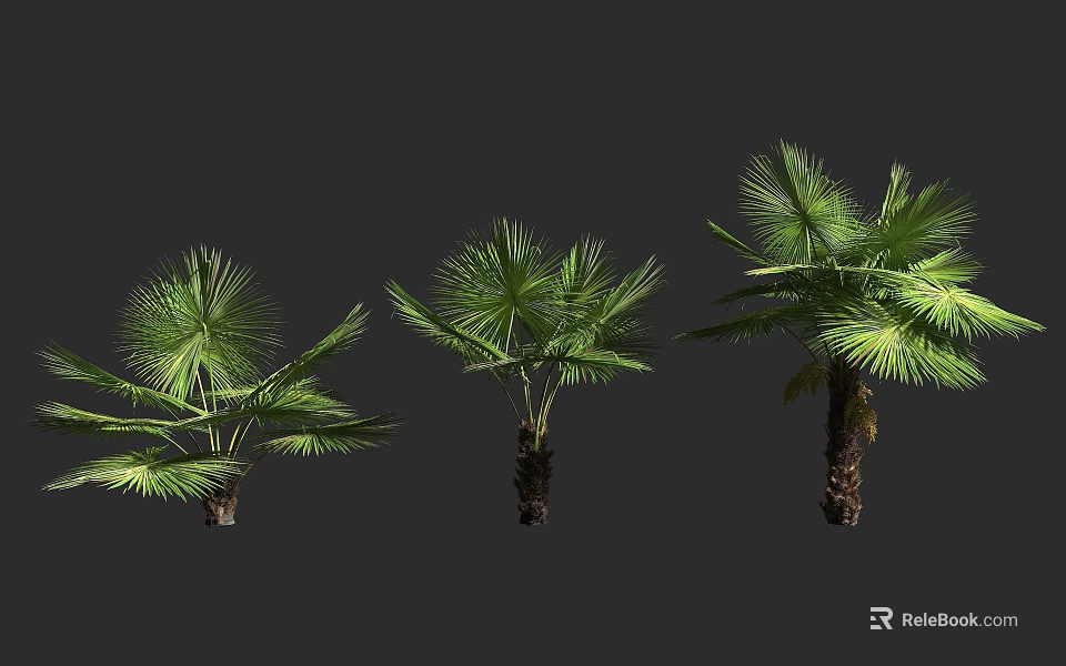 Three Different Sizes Palm Trees With Green Fronds On Dark Background 3d model 