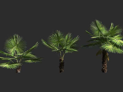 Three Different Sizes Palm Trees With Green Fronds On Dark Background 3d model